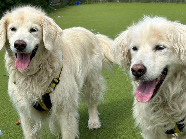 Goldie and Storm