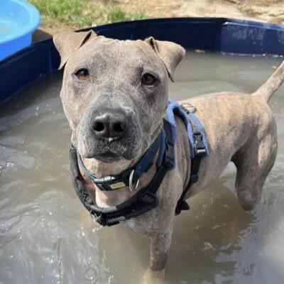 Louie is a firm favourite amongst kennel staff and has transformed from an anxious, untrusting pup since his arrival. The RSPCA said Louie is a very intelligent, determined boy who knows what he wants and when he wants it! He loves to play and a roll in the long grass, he loves water and enjoys the paddling pool. He has a massive toy box in his kennel and spends his day choosing different toys. Louie is also very sensitive and doesn't like loud noises, wind or heavy rain. He'll flink at sudden movements and is worried by new situations. He is looking for an adult only home with one or two people as he would not cope with a busy household, and owners with experience with anxious dogs. He cannot live with other dogs, cats or small animals.