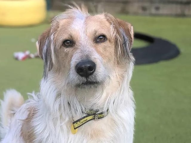 Bertie is a two year old Crossbreed with a gentle heart and a playful spirit waiting to shine. Dogs Trust said watching him grow in confidence is incredibly rewarding and, once you've earned his trust, you'll discover the wonderfully goofy boy hiding beneath his shy exterior. When he decides you're one of his favourite people, he will run over and throw himself at you for a cuddle! He adores soft toys, loves a game of ball in the garden with people he knows, and is wonderfully animated and excitable. Bertie has already made fantastic progress and continues to grow in confidence, proving that with kindness and patience he is ready to keep blossoming into a sweet, loyal companion.