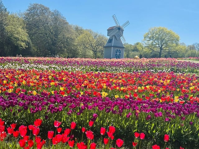 Tulleys Tulip Fest celebrates the arrival of spring with 1.5 million blooms in the fields