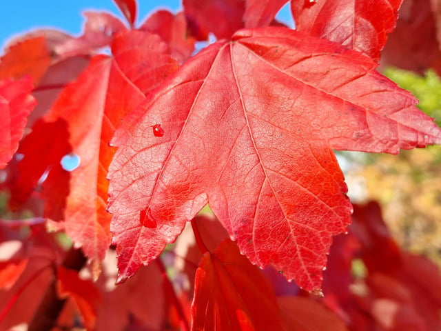 Borde Hill Halloween event and autumn colour. HR26111901 Pic Hollie Robards/Iconic Media Group