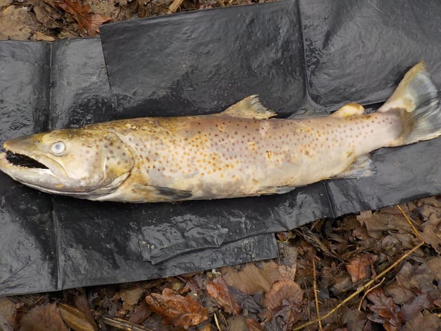The ‘Sussex Tiger’ sea trout. Photo: Dave Bangs