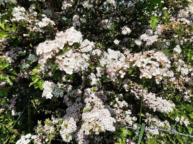 May Blossom in the South Downs National Park at Castle Hill Nature Reserve on June 5, 2023