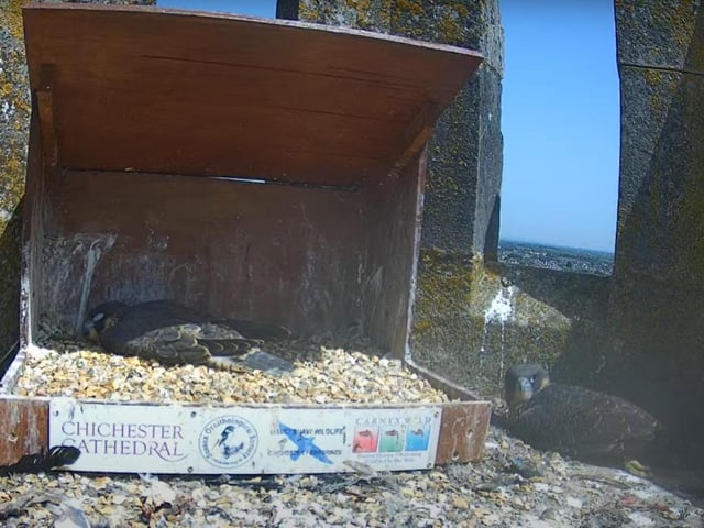 The chicks having a nap on Friday afternoon