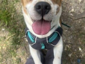 Melody is a very sweet girl who enjoys fuss and attention and loves rolling around on the grass for a belly rub. She enjoys her walks and is a typical beagle with her nose to the ground unless you stop and sit still for a cuddle! Melody will need some basic training, including house training. She loves her treats so this will be a good way to teach her. Melody is sociable with other dogs but can sometimes be a little shy until she knows them. She will be looking for an active owner who has experience with similar breeds. Melody is a new arrival who is still being assessed.