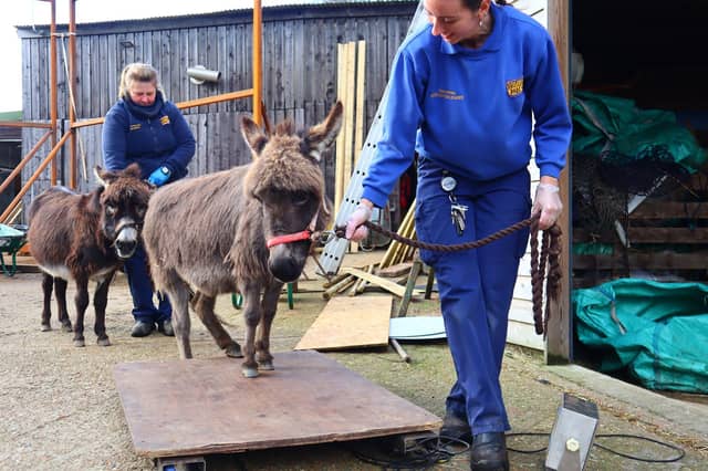 Weigh in at Drusillas