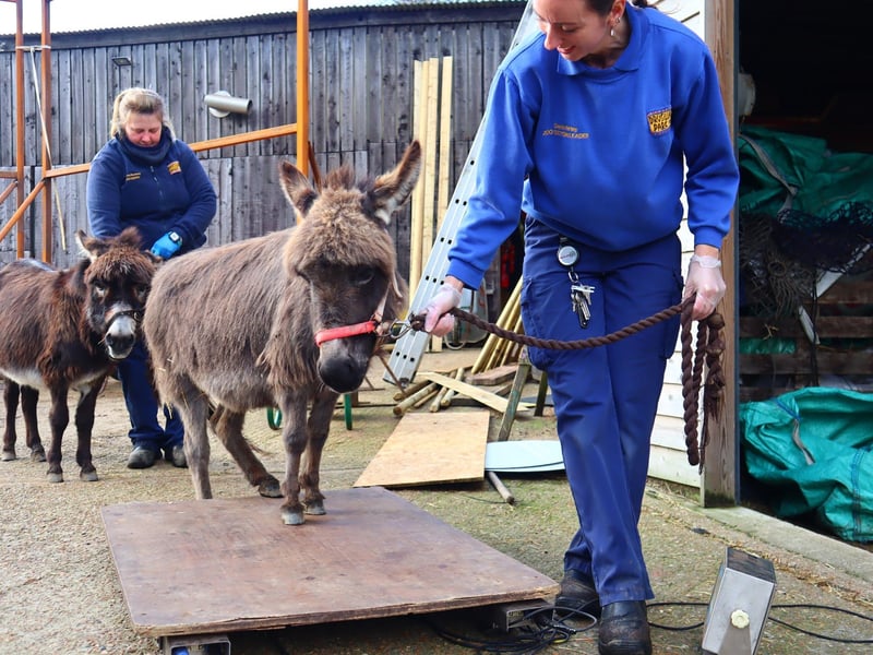 Weigh in at Drusillas