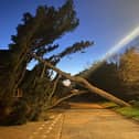 A large tree fell at the junction with Goring Road and Warnham Road on Wednesday evening. Photo: Chris Dixon