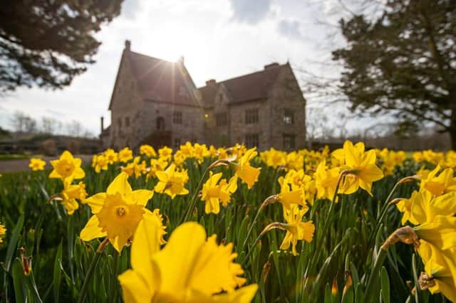 Michelham Priory House & Gardens will reopen to visitors from Mother's Day (March 19) with a display of 80,000 daffodils