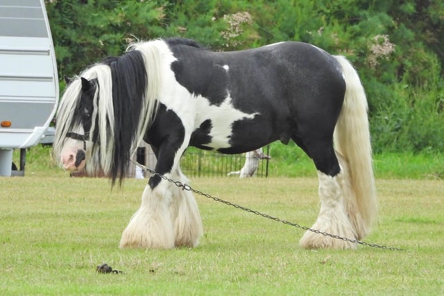 More travellers arrived over the weekend – joined by a black and white horse, pictured chained to the grass on Goring Greensward.