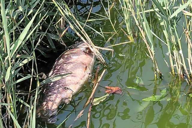 One resident, who was out for a walk on Sunday (July 17), encountered ‘at least 50 dead fish’ at Brooklands Park in Worthing. Photo: Rachel Trusler