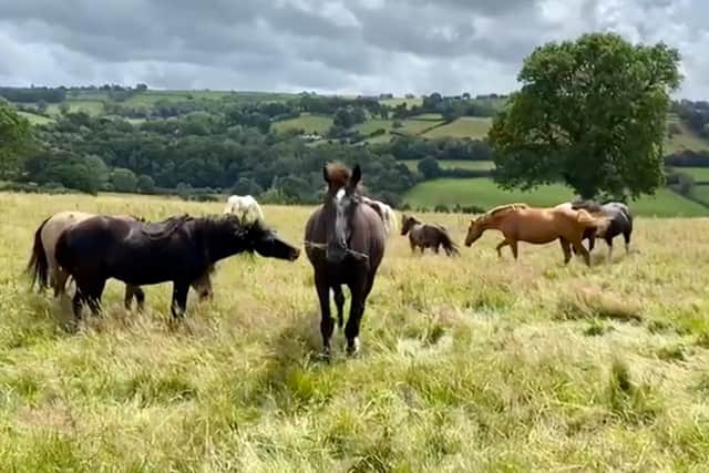 Equine Gentling Community Herd has found a new home at Springwood Sanctuary near Carmarthen, South Wales