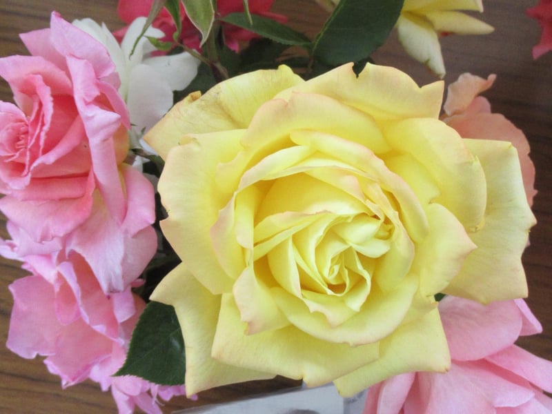 Summer colour brought a steady stream of visitors to East Preston & Kingston Horticultural Society’s annual rose show