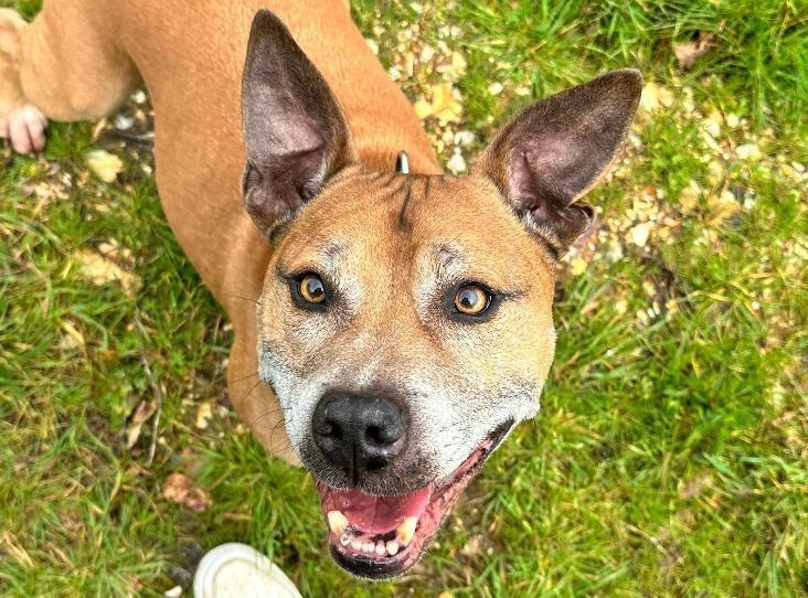 Rolo was previously adopted from the RSPCA in 2015 but, sadly, his owner has now passed away and he has returned to the shelter. The charity said he was cared for very well by his previous owner and this is apparent in his sweet and gentle personality. He loves nothing more then spending time off lead with both human and furry friends in the shelter's field. At 12 years old, Rolo has a few medical issues and is looking for an 'end of life' foster carer who can monitor his health, administer his daily medication, and let him enjoy the rest of his days living in a nice warm home getting all the love and attention he deserves!