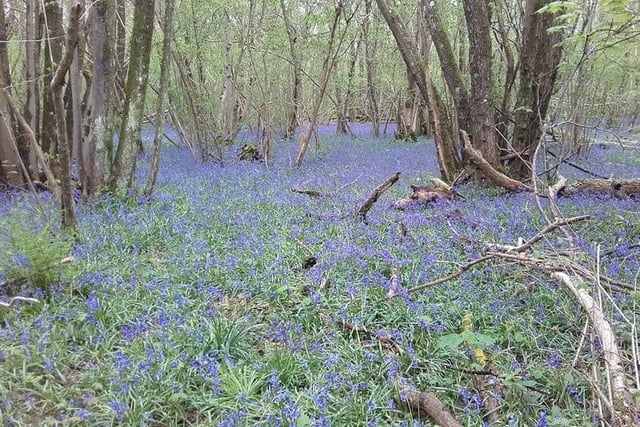 Clapham Wood north of Worthing is a woodland area that is carpeted in bluebells in spring.