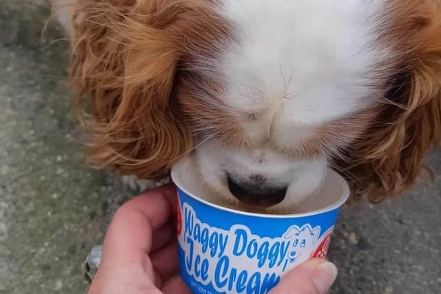 'Ninety nine per cent of dogs love it'
