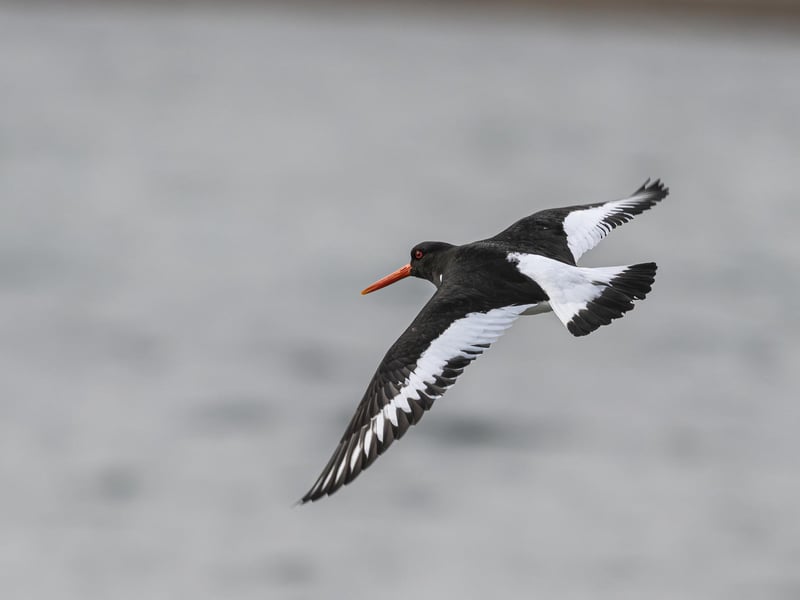 Oystercatcher. Photo: Philip Croft / RSPB / the Press Association