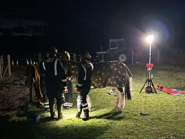 Back on all fours ... relief as Trio begins to recover from the ordeal