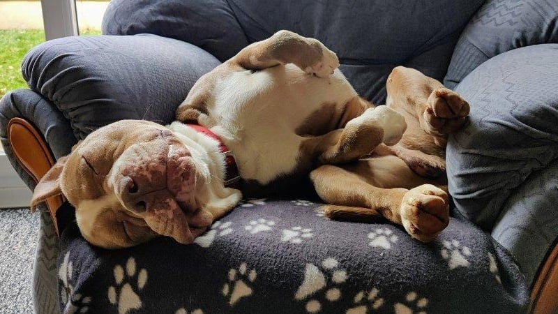 Tyler has been described by his foster carers as 'one the loveliest dogs I’ve ever met'. He is very well-behaved in the house and very food-driven, which makes training with him easy. He loves a cuddle and would happily sleep all day if you let him, especially in his owner's bed. He is friendly with people and often gets fuss when out on walks. He's also good with dogs, although can be too keen sometimes and pull a lot on the lead, so he needs an owner strong enough to handle him, and who is committed to continuing his training and socialisation. Rescue Remedies asks all adopters to read the re-homing information carefully, especially its commitment which states all adopters should keep their dogs on leads in public places.