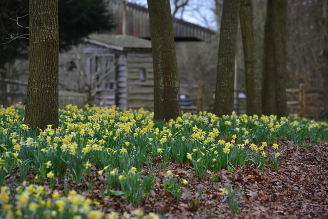 Daffodils in Millennium Avenue in the grounds of Bates Green Garden, Arlington, on February 28 2024.