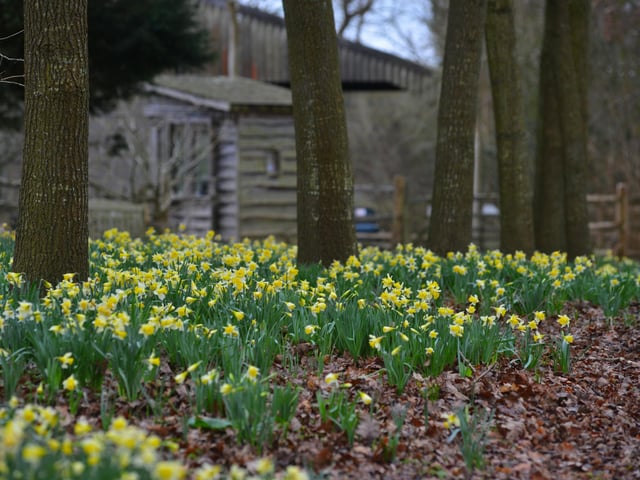 Daffodils in Millennium Avenue in the grounds of Bates Green Garden, Arlington, on February 28 2024.