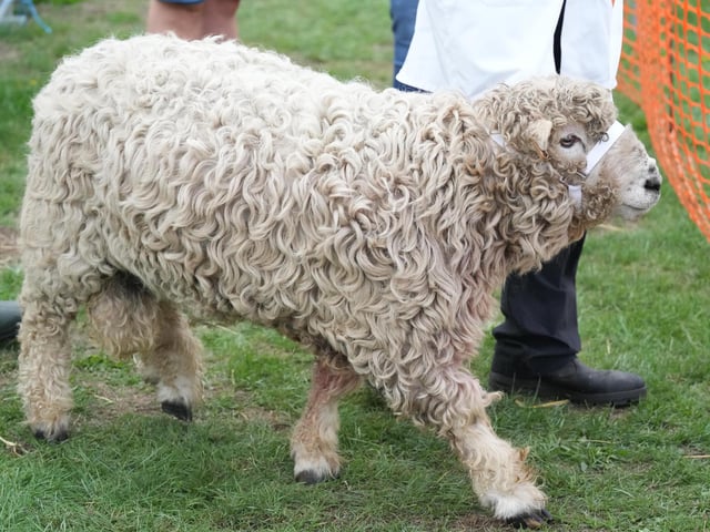 Findon Sheep Fair 2026