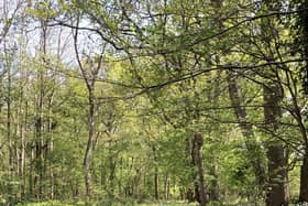 The woodland near Horsham has gone up for sale for the first time in 60 years