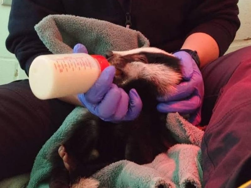 Feeding a badger cub