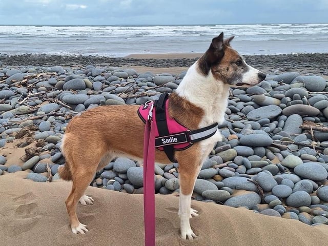 A rescue dog who spent nearly three years in kennels has found a loving home, after staff at a Sussex animal charity launched a daily TikTok campaign.