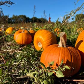 From Halloween crafts and historic potion making to illuminated interiors and ghostly tours, Chichester is gearing up for a packed October half term. Photo: Elizabeth Junor.