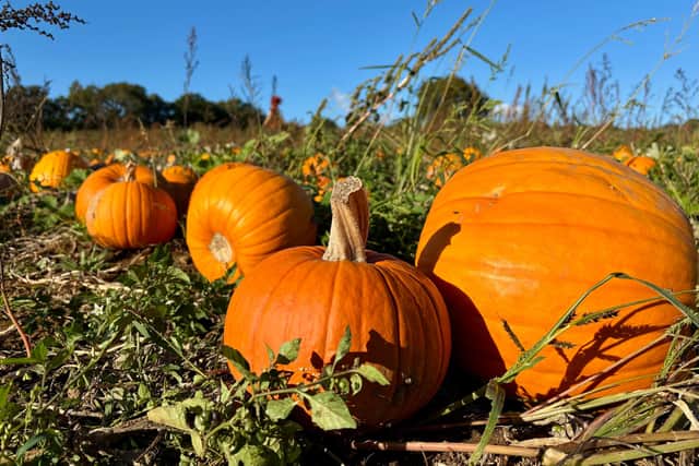 From Halloween crafts and historic potion making to illuminated interiors and ghostly tours, Chichester is gearing up for a packed October half term. Photo: Elizabeth Junor.