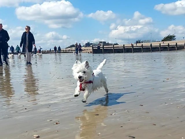 There is a Westie Walk on Littlehampton Beach on April 6, 11.30am to 2.30pm, starting at Edge by the Sea café in Norfolk Gardens, Sea Road.