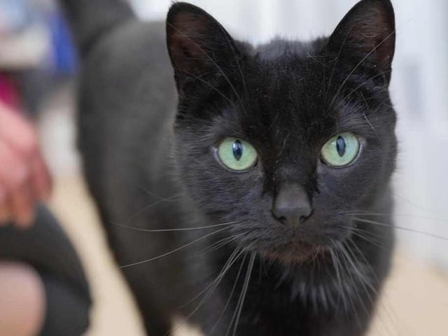 Eight-year old Max is in need of a new home due to his previous owner’s change of circumstances. He is a bit shy to start, but truly a very lovely and loving cat, though he doesn’t like being picked up. Max is looking for an adult-only home without other pets.