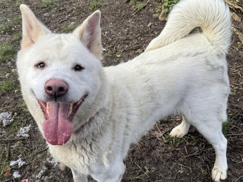 Crystal is a big, bouncy girl who can be quite strong on the lead and is looking for an experienced owner. She is very friendly and enjoys attention. Due to her breed mix, she will need plenty of mental stimulation to keep her entertained. Crystal has lived with dogs in her previous home and will be socialised further while at the shelter, the RSPCA said. She is looking for a home with adults or teenagers who are used to dogs. Crystal is a new arrival who is still being assessed at the moment.