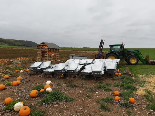 Visitors can select a wheelbarrow and fill it up with as many pumpkins as they wish to buy