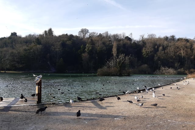 Swanbourne Lake is a lovely spot and busy with bird life.