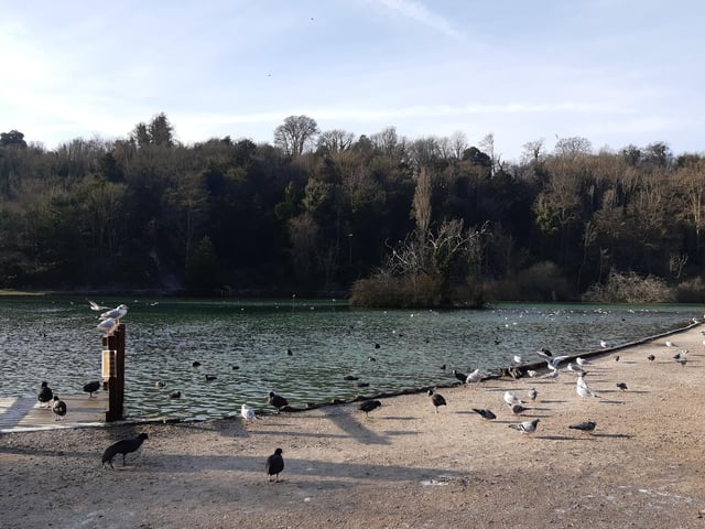 Swanbourne Lake is a lovely spot and busy with bird life.