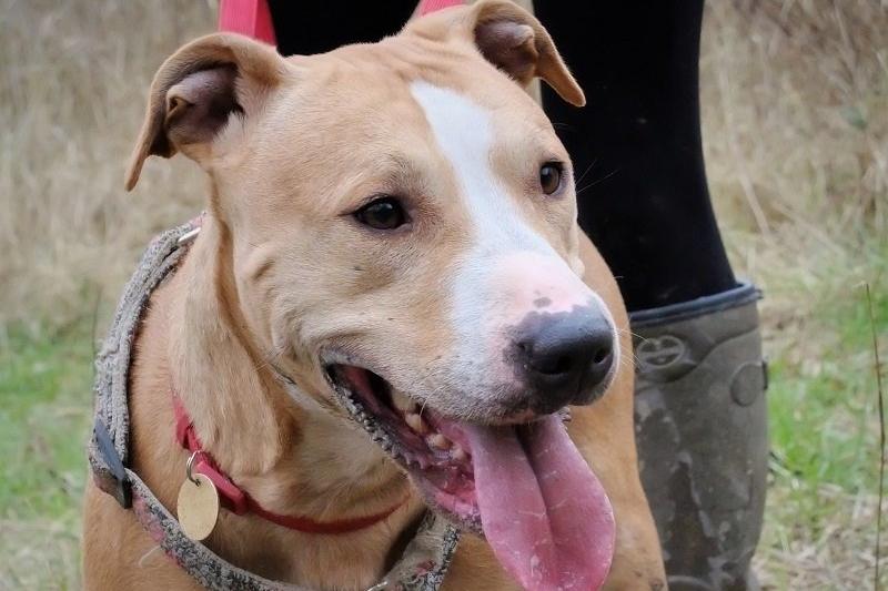 Roxy is a lovely people friendly staffie mastiff.  Good with other dogs out on walks but needs an only dog home. She can be strong at times on walks but this could just be the stress of kennels.
