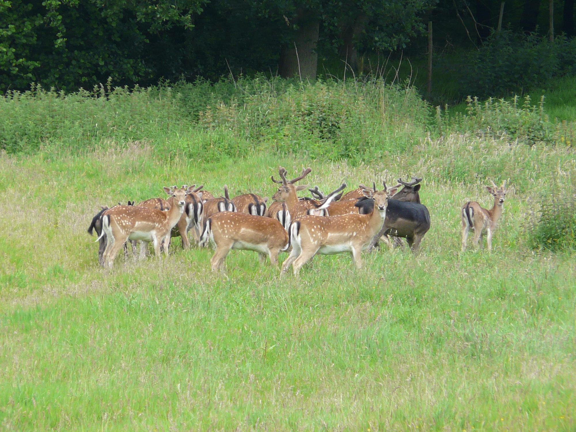 Iconic Sussex forest urges drivers to slow down for deer