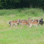 Fallow deer at Ashdown Forest
