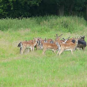Fallow deer at Ashdown Forest