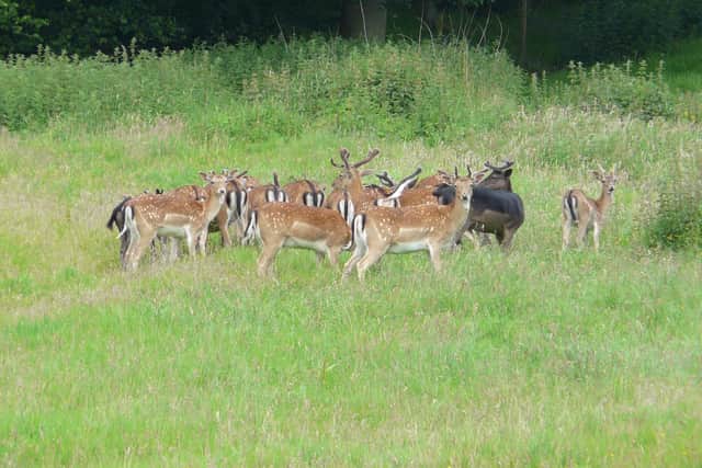 Fallow deer at Ashdown Forest
