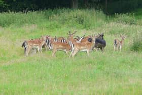 Fallow deer at Ashdown Forest