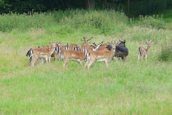 Fallow deer at Ashdown Forest
