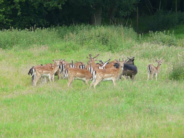 Fallow deer at Ashdown Forest