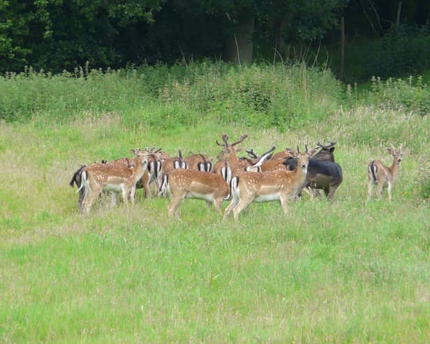 Fallow deer at Ashdown Forest