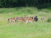 Fallow deer at Ashdown Forest