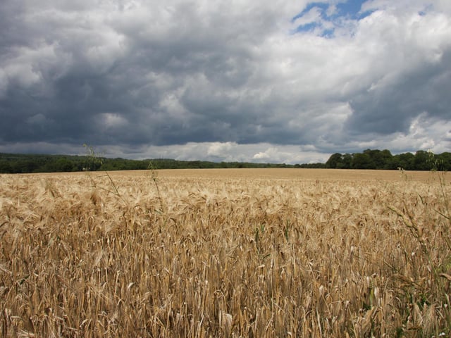 The fields were farmed until 2013, when the Slindon Ranger team had the opportunity to return them to woodland
