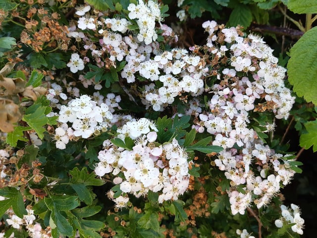 May Blossom in the South Downs National Park at Castle Hill Nature Reserve on June 5, 2023
