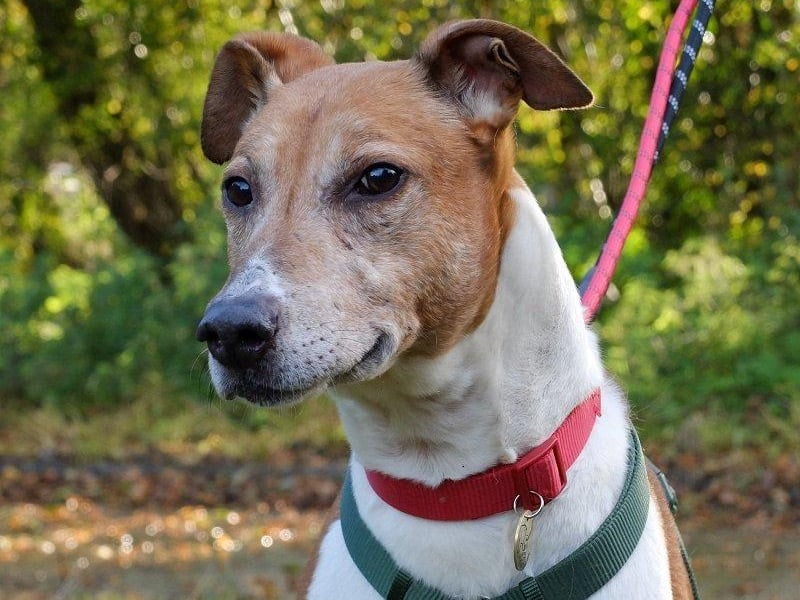 Lenny is a lurcher who has proved a great companion on his regular foster breaks. He loves all people and is a gentle soul. He walks with slack leads and rarely pulls, and enjoys nothing more than lying around surrounded by people. He’s a typical lurcher - loving, intelligent and very food focused. Rescue Remedies asks all adopters to read the re-homing information carefully, especially its commitment which states all adopters should keep their dogs on leads in public places.